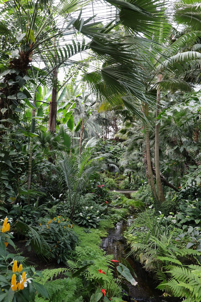 574B4875.JPG - Palmenhaus im  Palmengarten   Frankfurt 