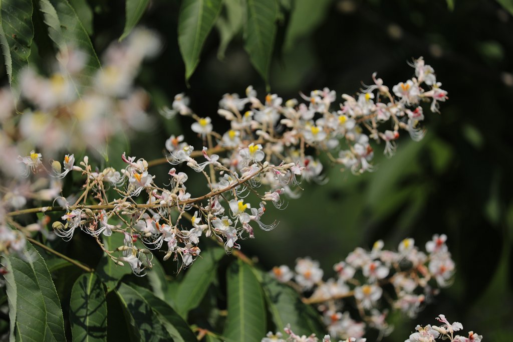 574B4896.JPG -  Aesculus  ( Rosskastanie )