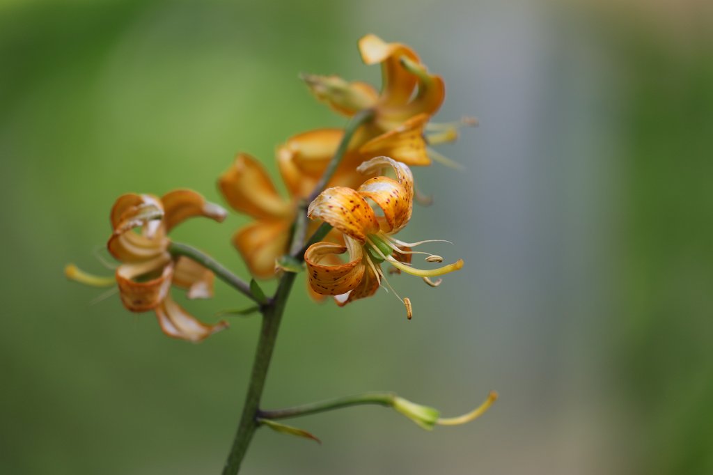 574B4897.JPG -  Lilium martagon  ( Türkenbund-Lilie )