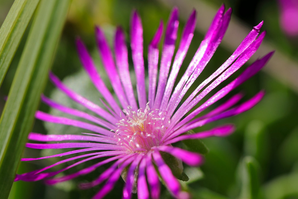 574B4916_c.jpg -  Delosperma 