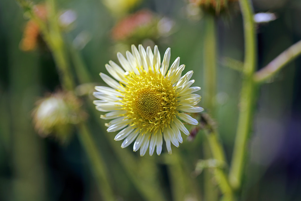 574B4924_c.jpg - Flower in the  Palmengarten   Frankfurt 