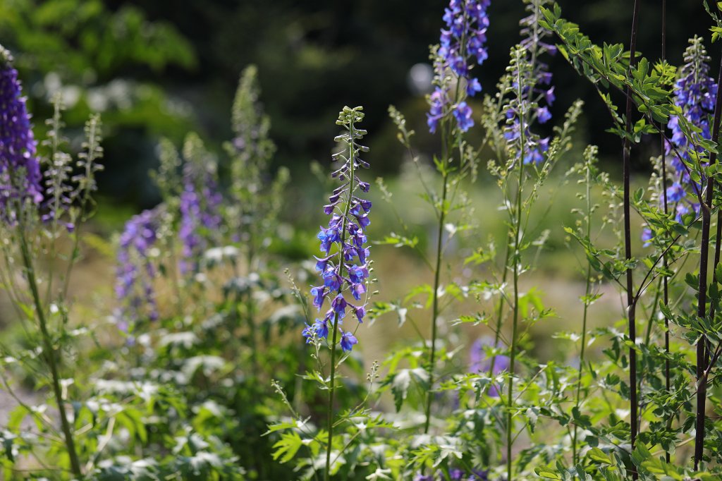 574B4933.JPG -  Delphinium  ( Rittersporn )