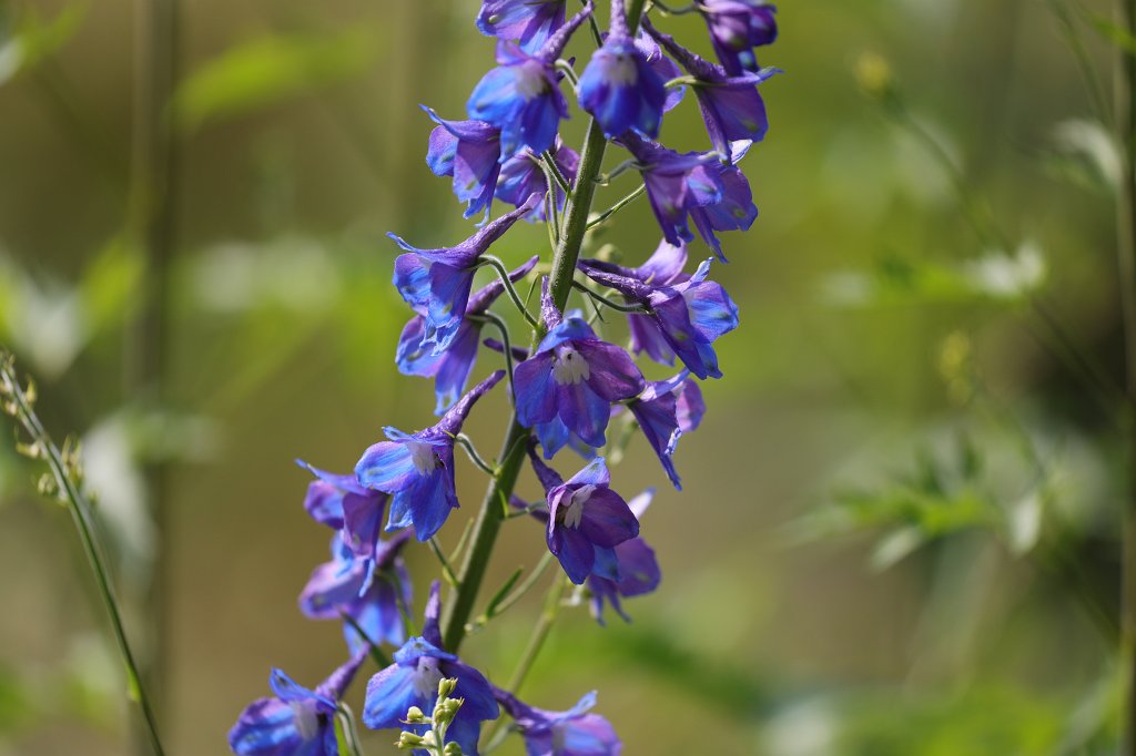 574B4938.JPG -  Delphinium  ( Rittersporn )