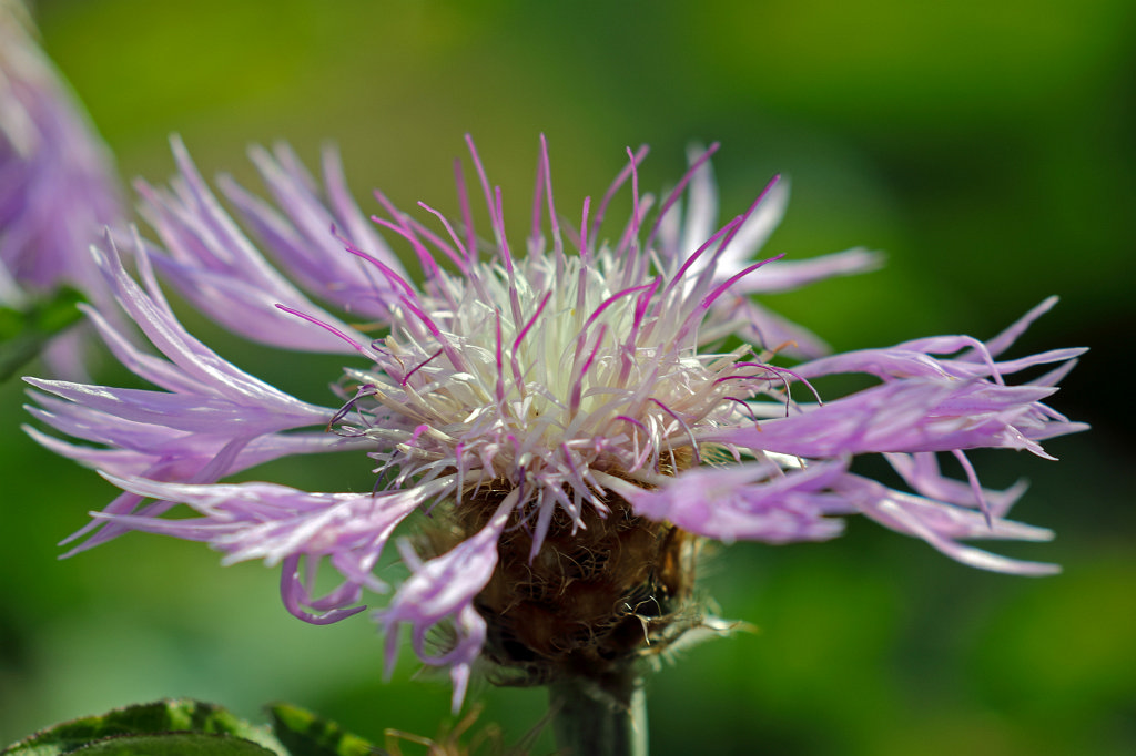 574B4946_c.jpg -  Centaurea  ( Flockenblume )