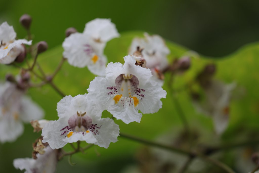 574B4967.JPG -  Catalpa bignonioides  ( Gewöhnlicher Trompetenbaum )