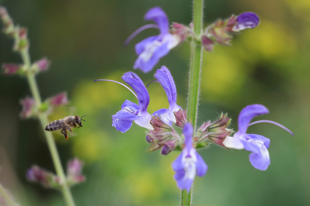 574B4971_c.jpg -  Salvia  ( Salbei )