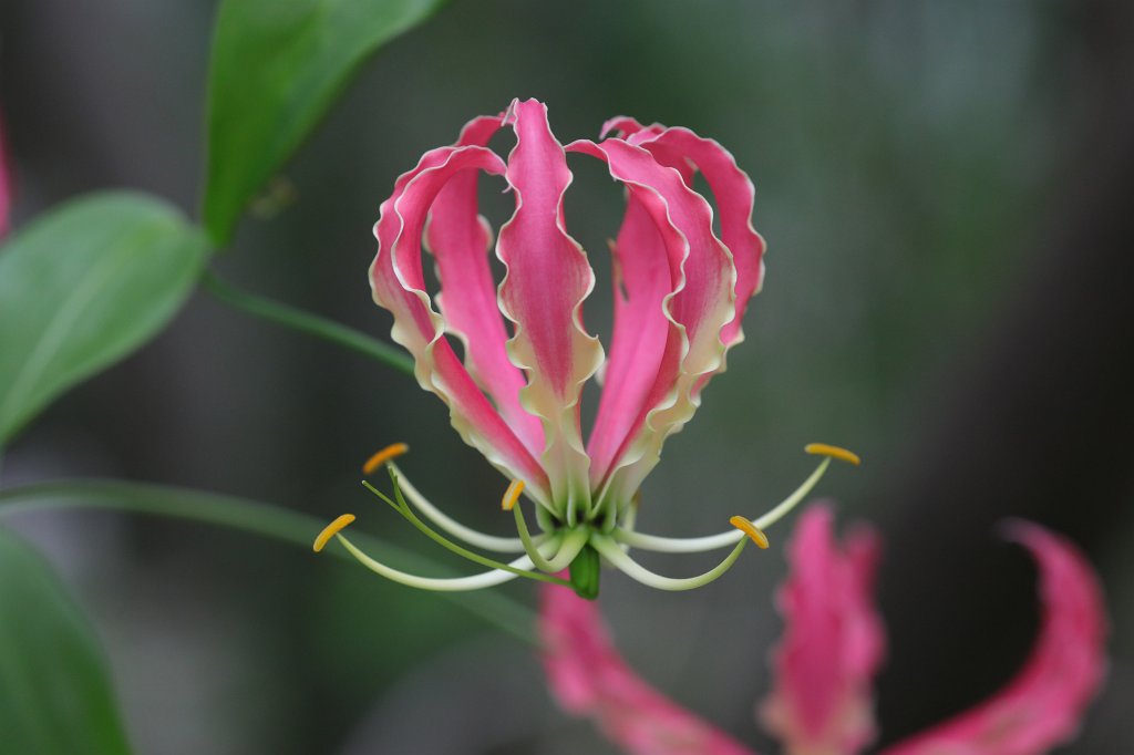 574B4982.JPG -  Gloriosa superba  ( Ruhmeskrone )