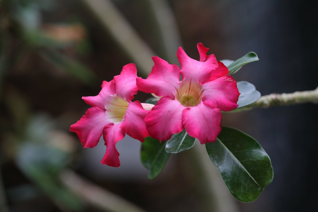 574B4987.JPG -  Adenium obesum  ( Wüstenrose )