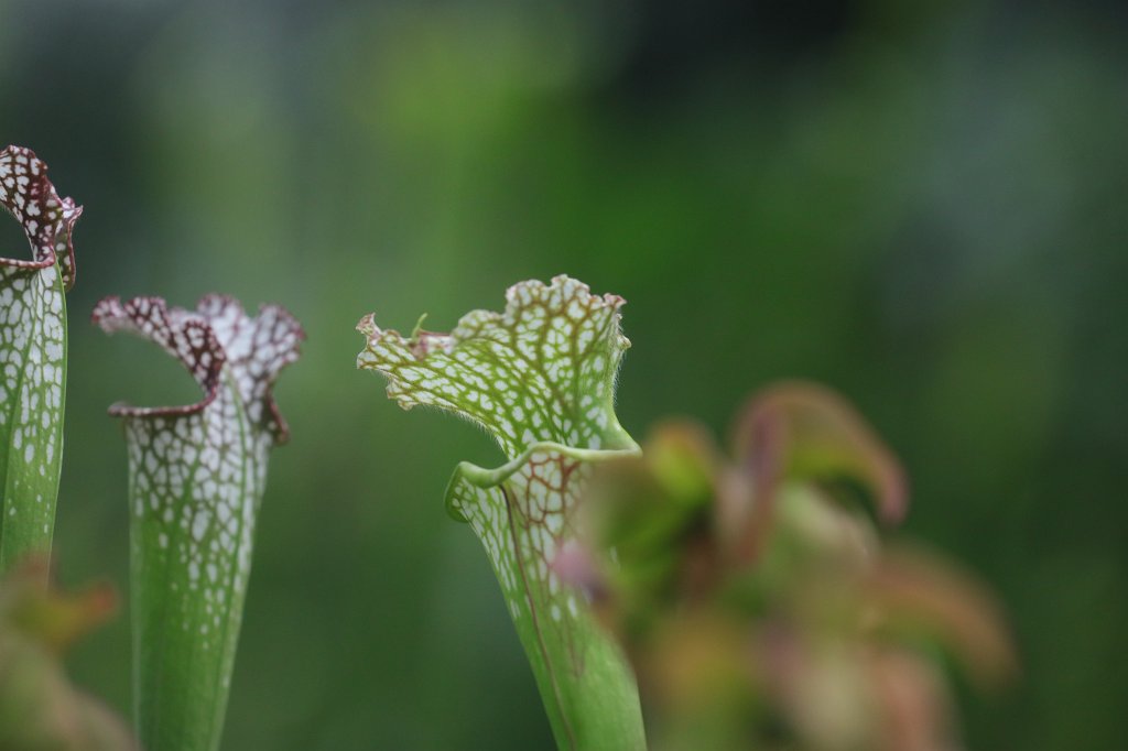 574B5022.JPG -  Sarracenia 
