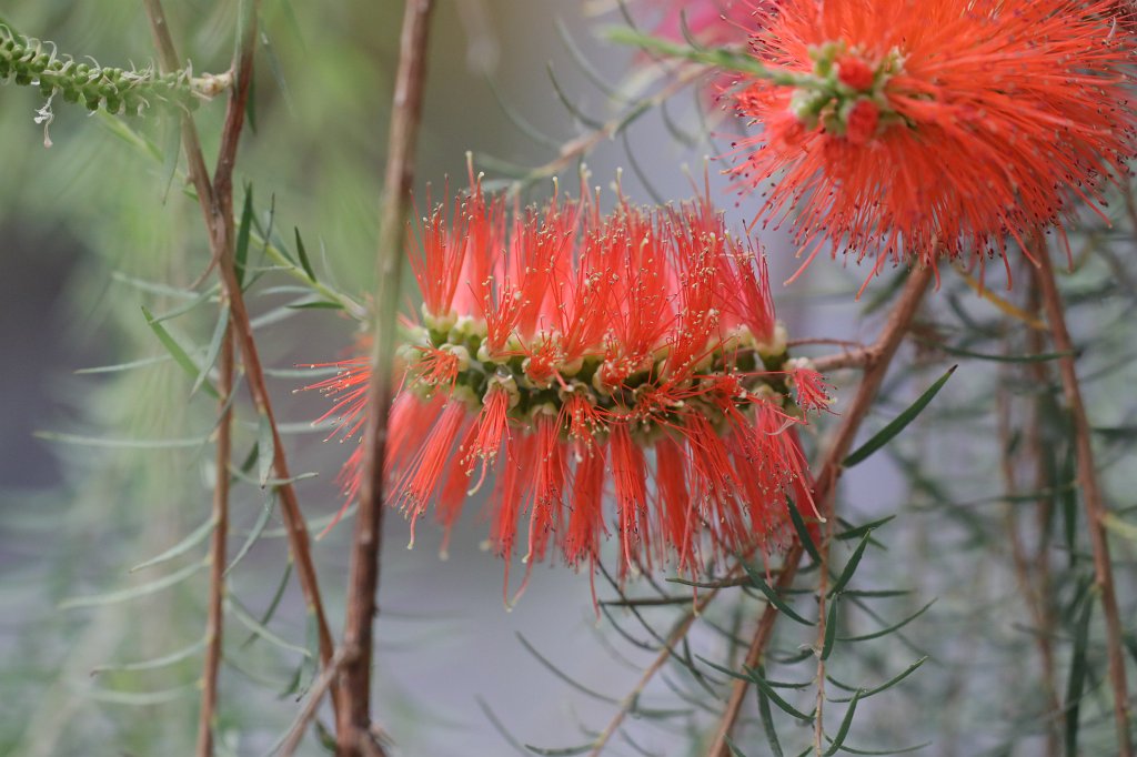 574B5023.JPG -  Red bottlebrush flower  ( Zylinderputzer )