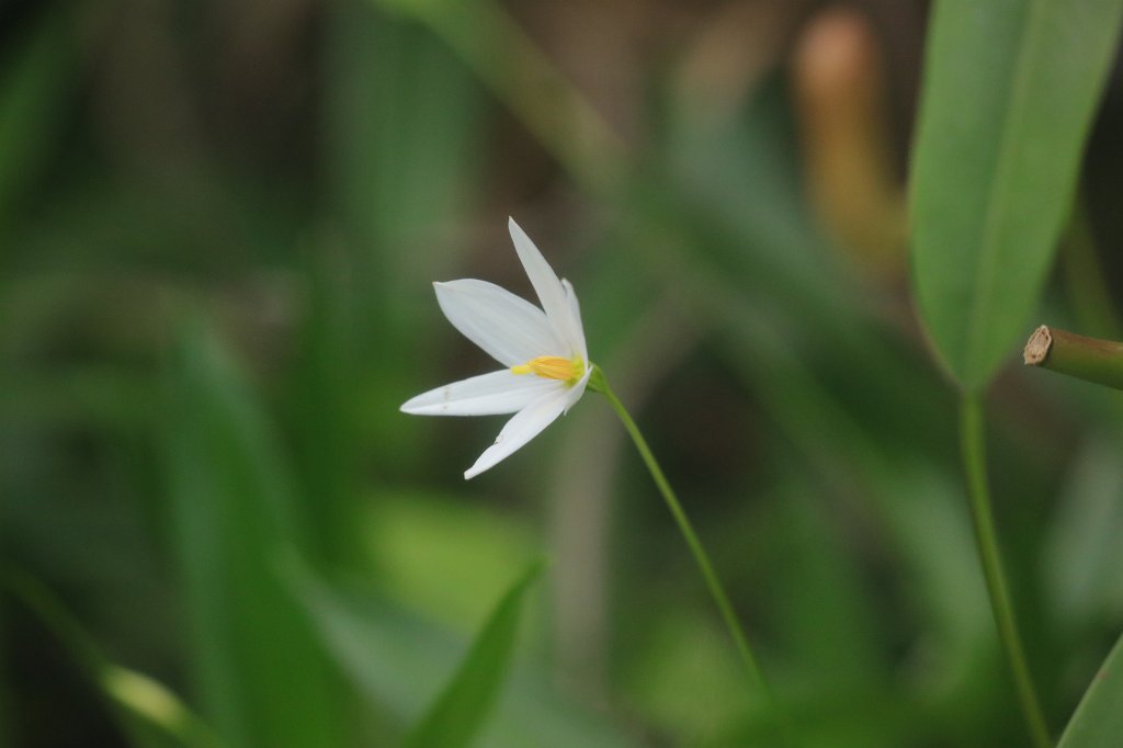 574B5025.JPG - Flower in the  Palmengarten   Frankfurt 