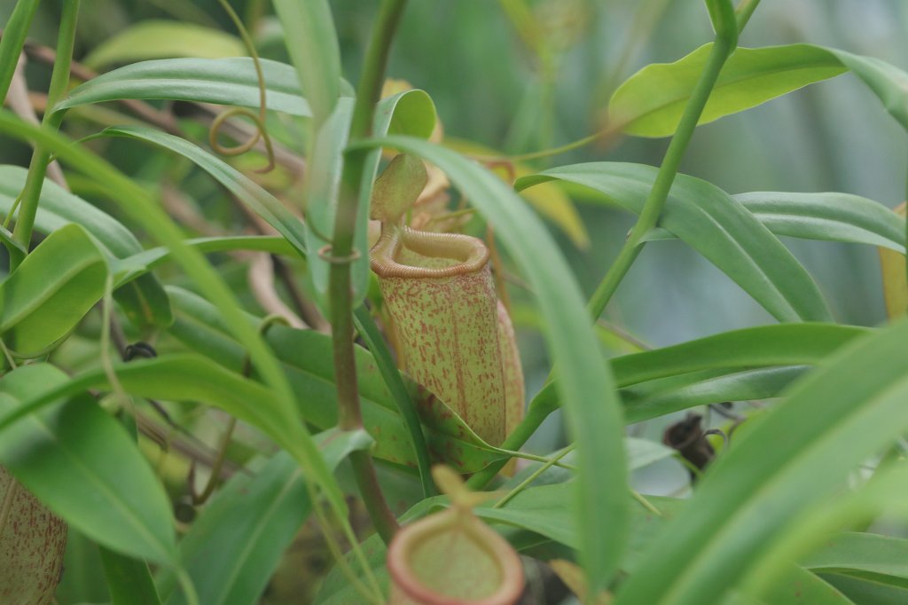 574B5026.JPG -  Nepenthe  ( Kannenpflanze )