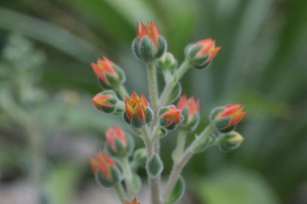 574B5029.JPG - Echeveria leucotricha