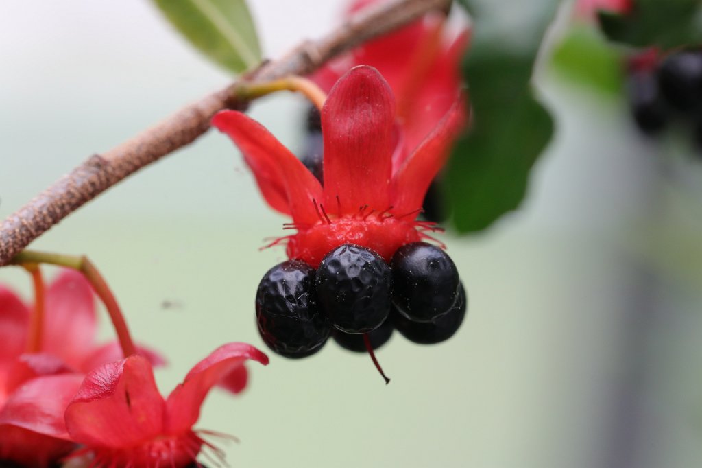 574B5033.JPG -  Ochna serrulata  ( Sägeblättrige Nagelbeere )