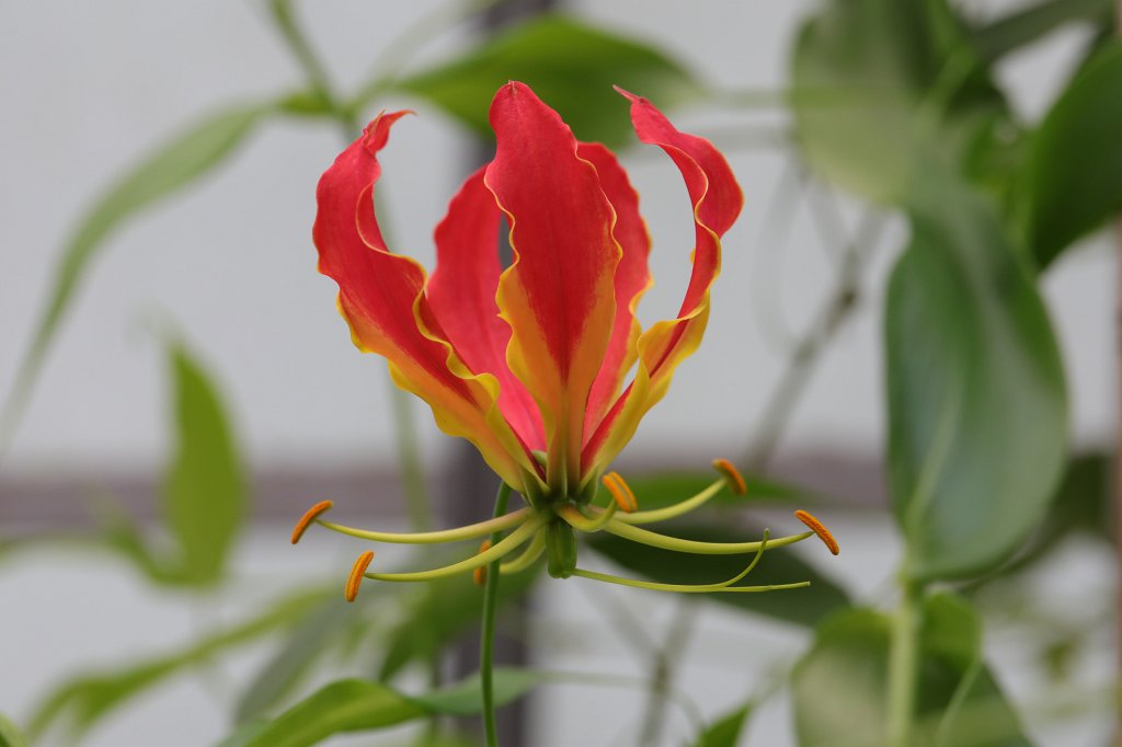 574B5042.JPG -  Gloriosa superba  ( Ruhmeskrone )