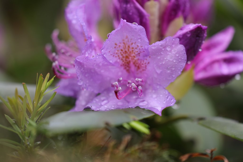 574B3921.JPG -  Rhododendron 