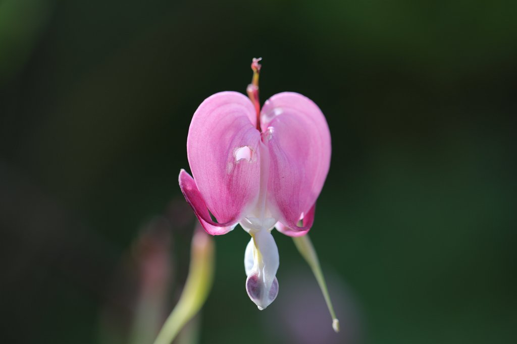 574B3934.JPG -  Lamprocapnos  ( Tränendes Herz )