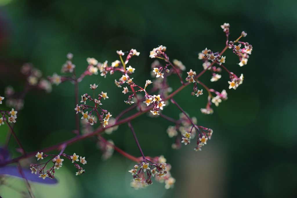 574B3942.JPG - Flowering