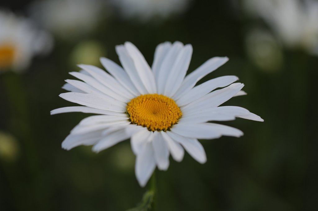 574B5087.JPG -  Leucanthemum  ( Margerite )