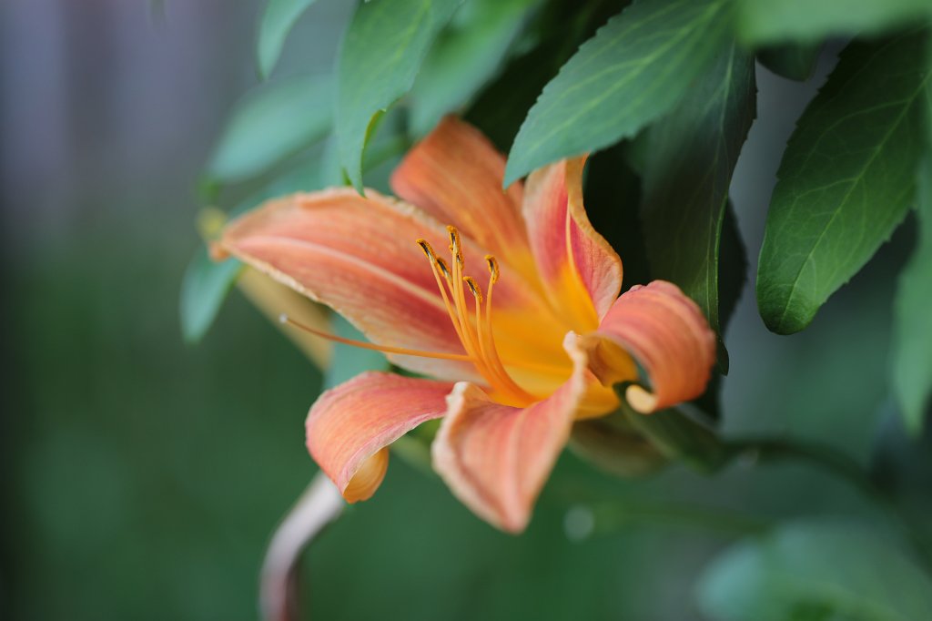 574B5089.JPG -  Daylily  ( Taglilie )