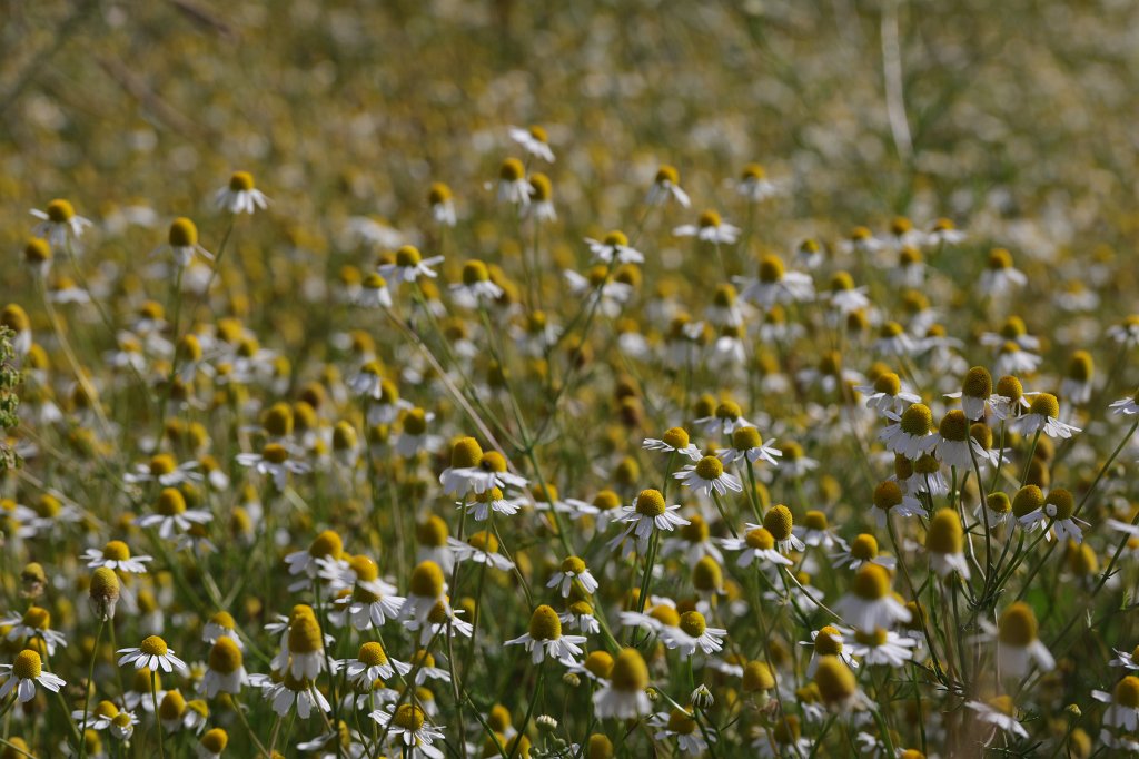 574B5114.JPG -  Chamomile  ( Kamille )