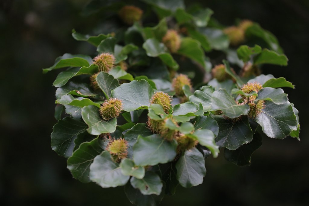 574B5186.JPG - Fruits