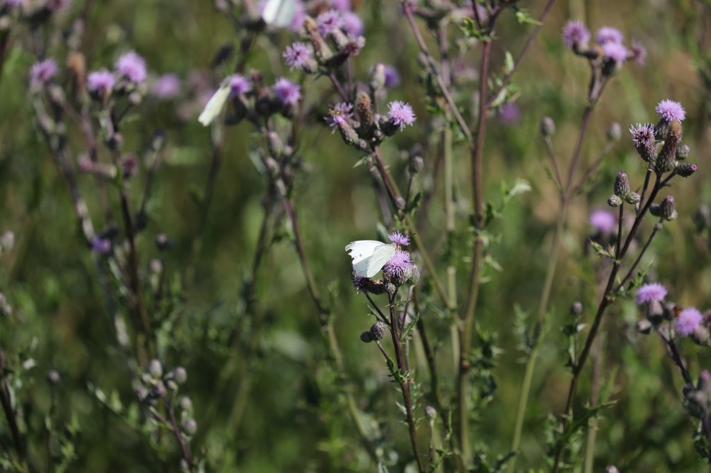574B5204.JPG - Butterfly on the meadow
