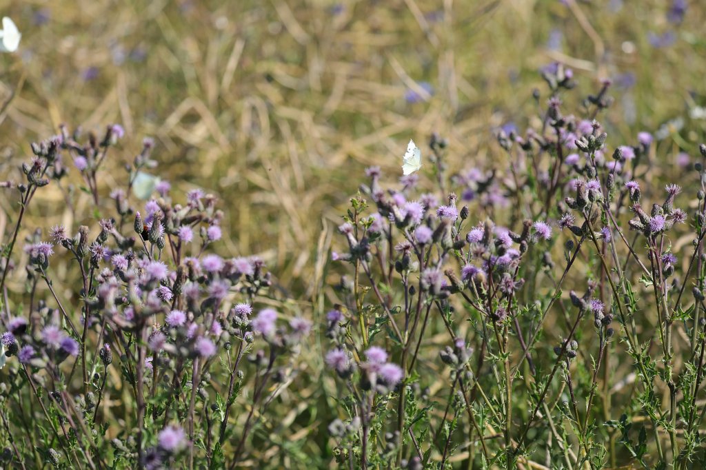 574B5215.JPG - Butterfly on the meadow