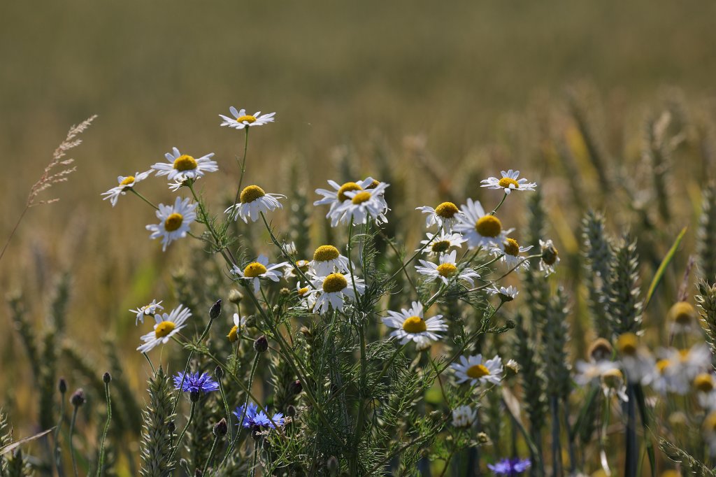 574B5259.JPG -  Chamomile  ( Kamille )