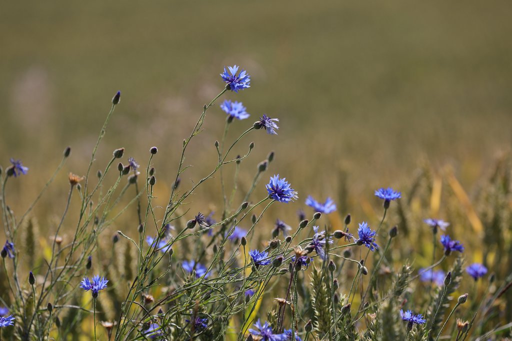 574B5260.JPG -  Cornflowers  ( Kornblumen )