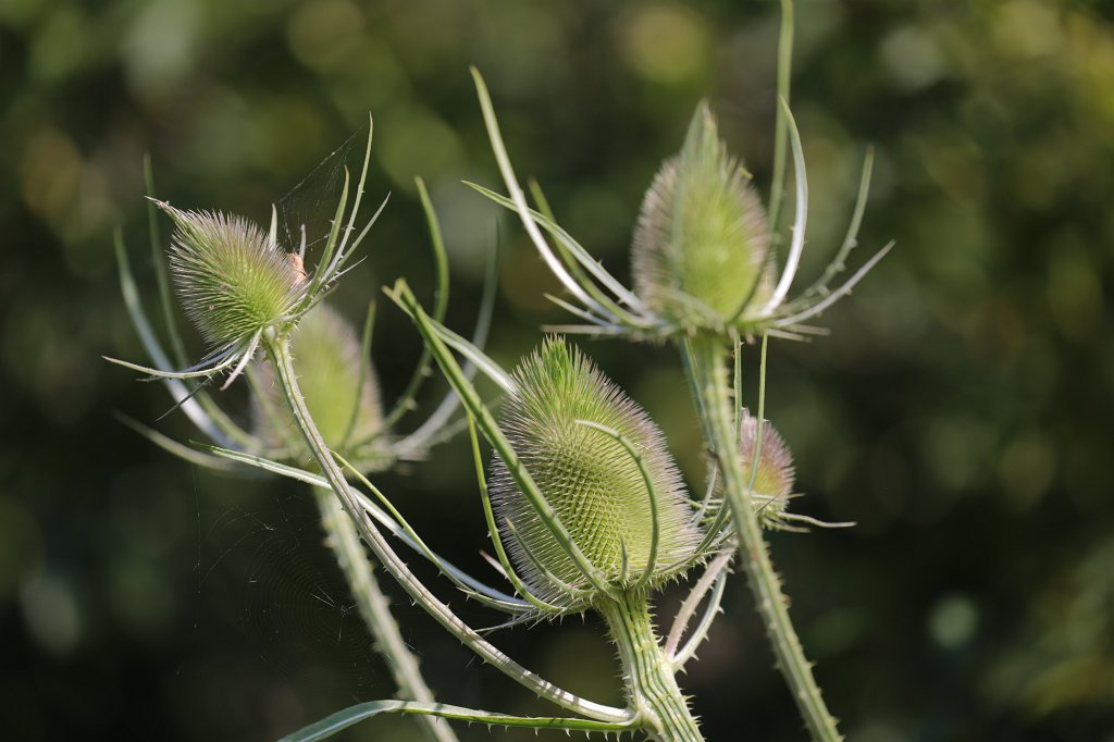574B5267.JPG -  Wild teasel  ( Wilde Karde )