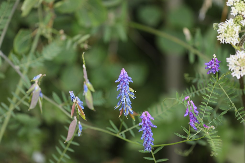 574B5268.JPG - Flowers