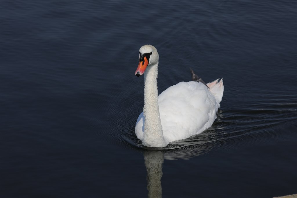 574B5550.JPG - Swan (Schwan) at  Nymphenburg Palace  in  Munich 
