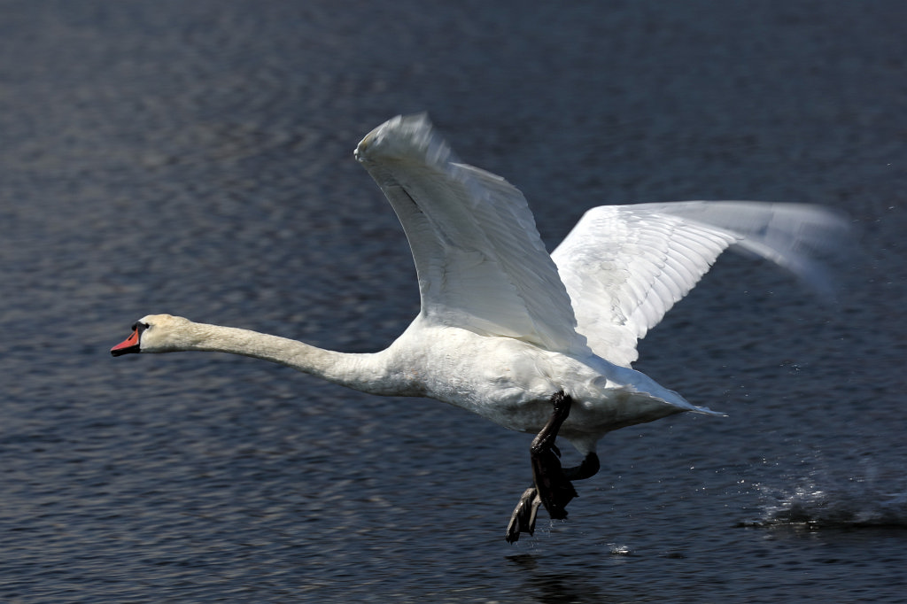 574B5568_c1.jpg -  Nymphenburg Palace  in  Munich 