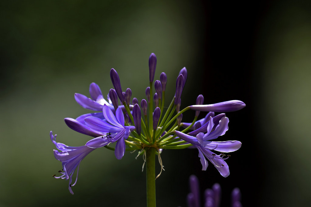 574B5768_c.jpg -  Agapanthus  ( Schmucklilie )