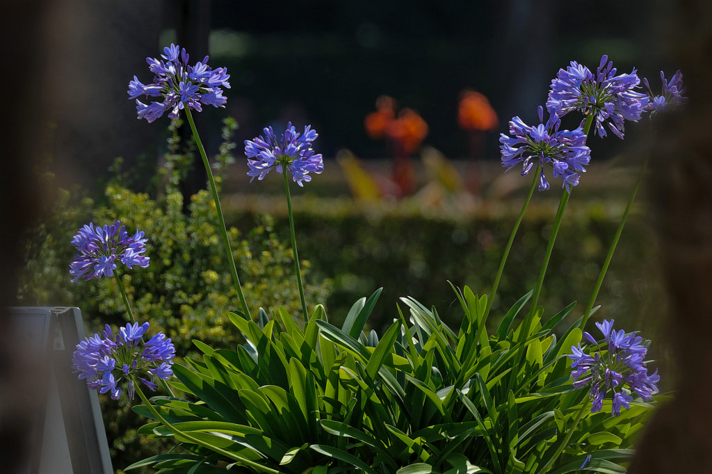 574B5770_c.jpg -  Agapanthus  ( Schmucklilie )