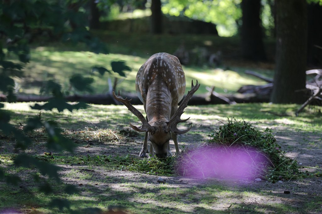 574B5810.JPG -  Chital  ( Axishirsch ) in  Tierpark Hellabrunn 