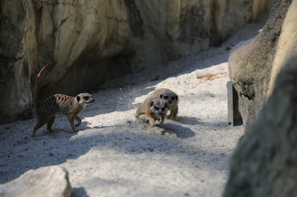 574B5825.JPG -  Meerkat  ( Erdmännchen ) in the  Tierpark Hellabrunn  in  Munich 