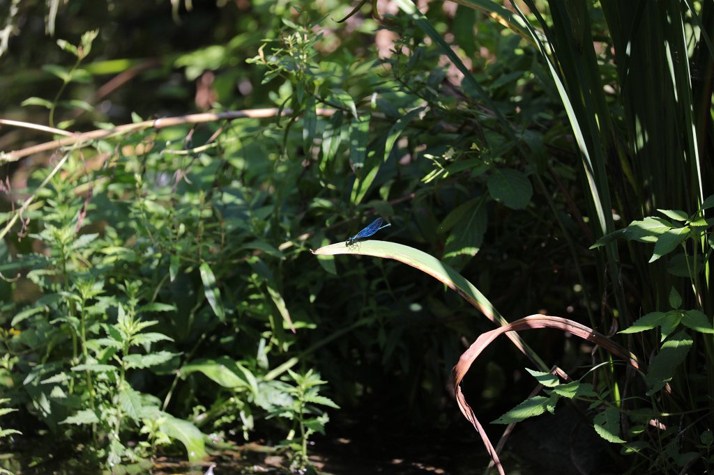 574B5832.JPG -  Calopteryx  damselfly  ( Blauflügel-Prachtlibelle ) in the  Tierpark Hellabrunn  in  Munich 