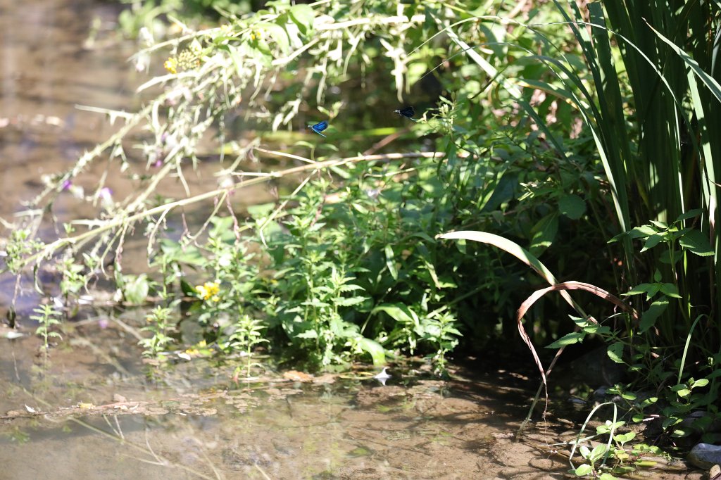 574B5838.JPG -  Calopteryx  damselfly  ( Blauflügel-Prachtlibelle ) in the  Tierpark Hellabrunn  in  Munich 