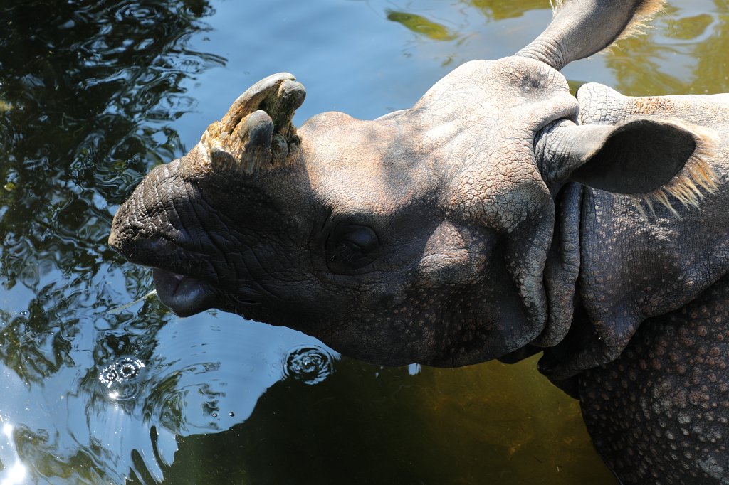 574B5905.JPG -  Indian rhinoceros  ( Panzernashorn ) in the  Tierpark Hellabrunn  in  Munich 