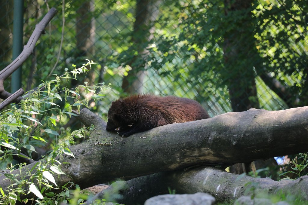 574B5948.JPG -  Wolverine  ( Vielfraß ) in the  Tierpark Hellabrunn  in  Munich 