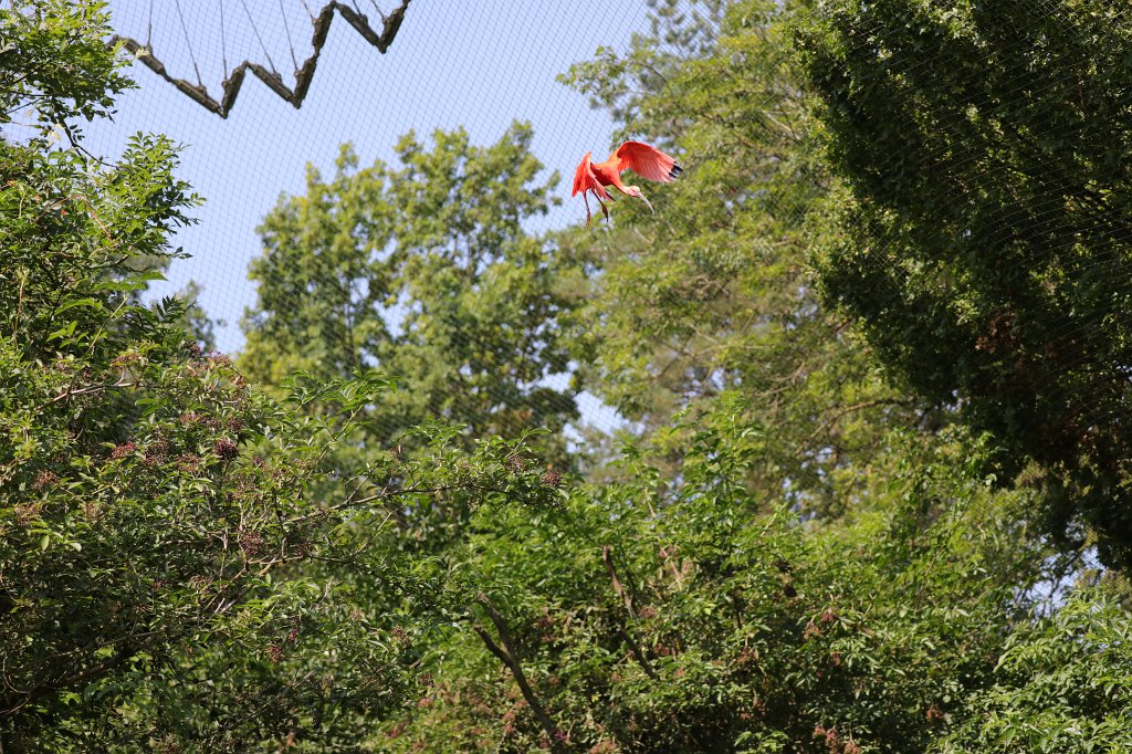 574B5986.JPG -  Scarlet ibis  ( Scharlachsichler ) in the  Tierpark Hellabrunn  in  Munich 