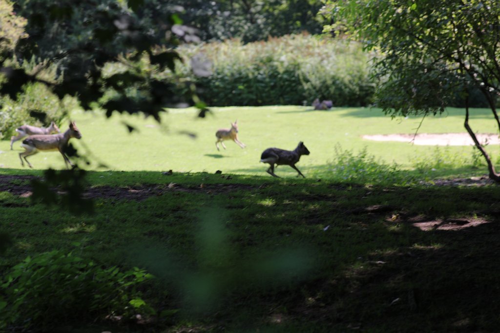 574B5993.JPG -  Patagonian mara  ( Großer Pampashase ) in the  Tierpark Hellabrunn  in  Munich 