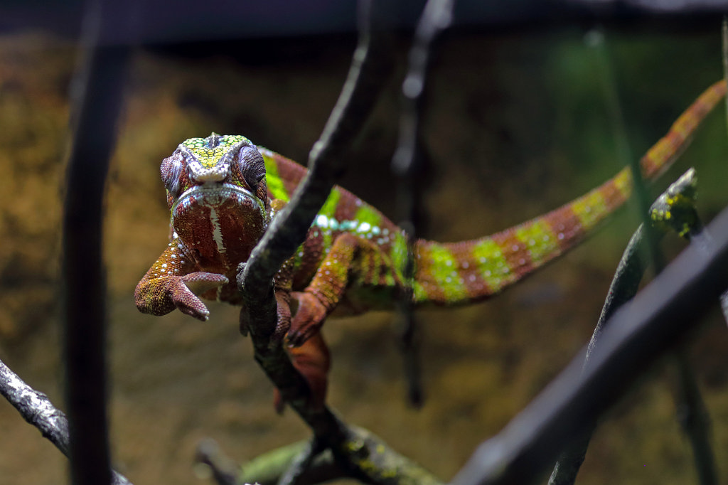 574B6039_c.jpg -  Chameleon  ( ChamÃ¤leon ) in the  Tierpark Hellabrunn  in  Munich 