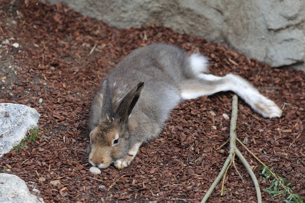 574B6164.JPG -  Mountain hare  ( Schneehase ) in the  Tierpark Hellabrunn  in  Munich 
