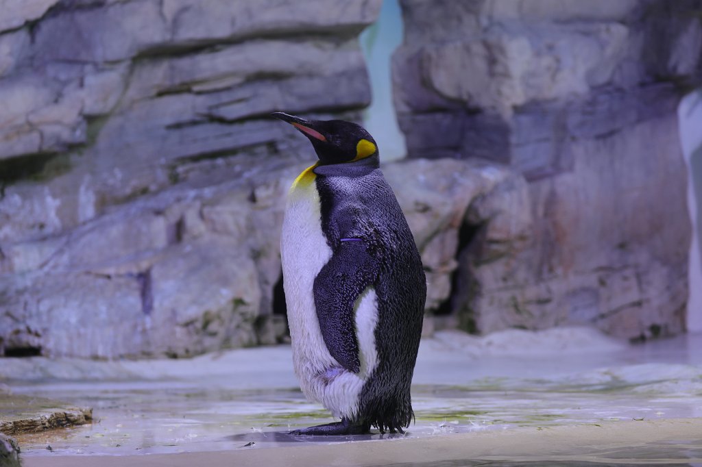 574B6183.JPG -  King penguin  ( Königspinguin ) in the  Tierpark Hellabrunn  in  Munich 