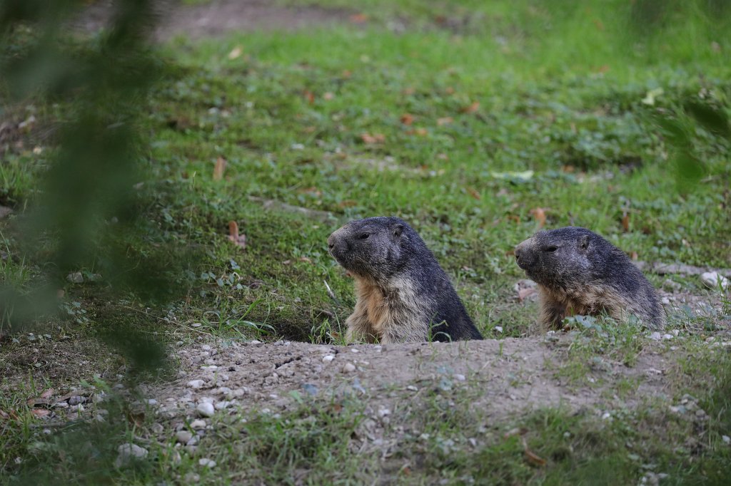 574B6258.JPG -  Alpine marmot  ( Alpenmurmeltier ) in the  Tierpark Hellabrunn  in  Munich 