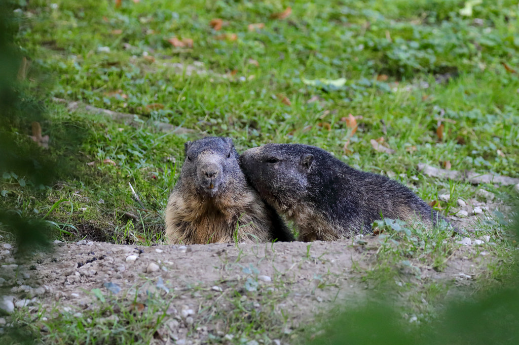 574B6259_c.jpg -  Alpine marmot  ( Alpenmurmeltier ) in the  Tierpark Hellabrunn  in  Munich 