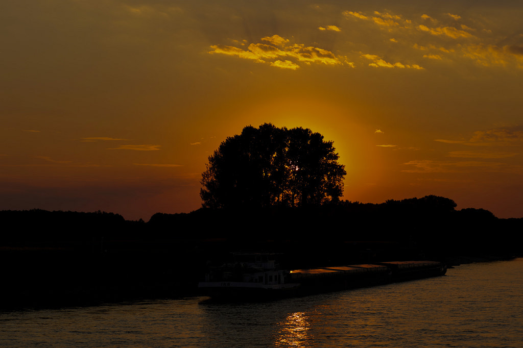 574B7189_c.jpg - Sunset tree